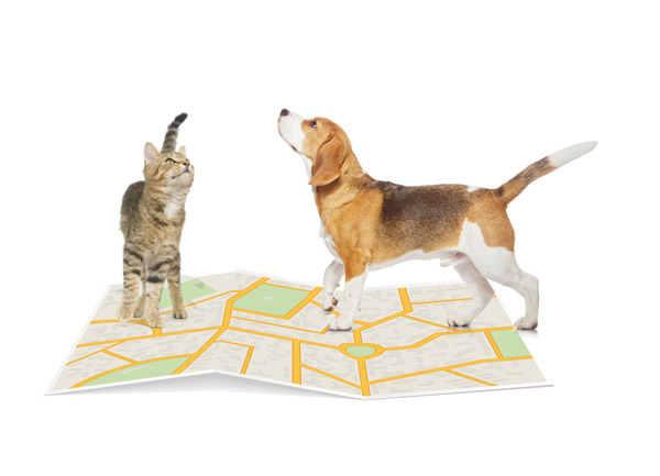Back home pet chip hotsell